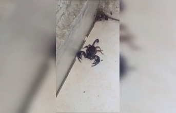 Sultangazi'de akrep paniği