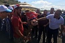 Sultangazi'de en güzel kurbanlıklar podyuma çıktı