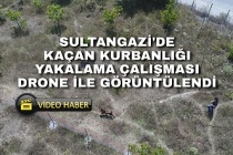 Sultangazi'de kaçan kurbanlığı yakalama çabası drone ile görüntülendi