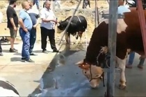 Sultangazi kesim alanında gergin anlar kasaplar kaçtı iddiası.