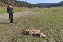 Sultangazi'de geçimini sağladığı keçisini, köpekler telef etti