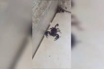 Sultangazi'de akrep paniği