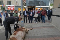 Seçimi 1200 oy fark ile kazanan muhtar sevincini dana keserek kutladı