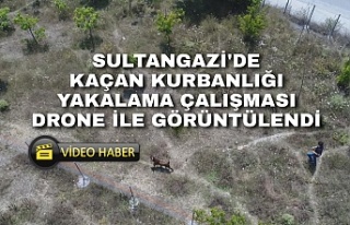 Sultangazi'de kaçan kurbanlığı yakalama çabası...