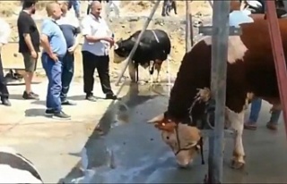 Sultangazi kesim alanında gergin anlar kasaplar kaçtı...