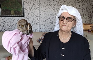 75 yaşındaki nine yaralı halde bulduğu baykuşa...