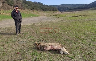 Sultangazi'de geçimini sağladığı keçisini,...