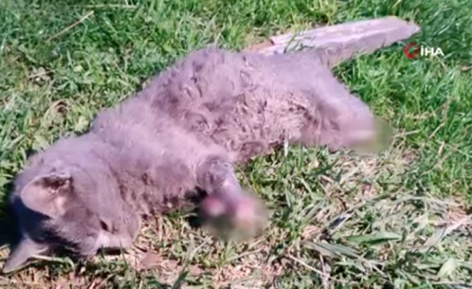 Arnavutköy'de yavru kedi bacakları kesilmiş halde bulundu